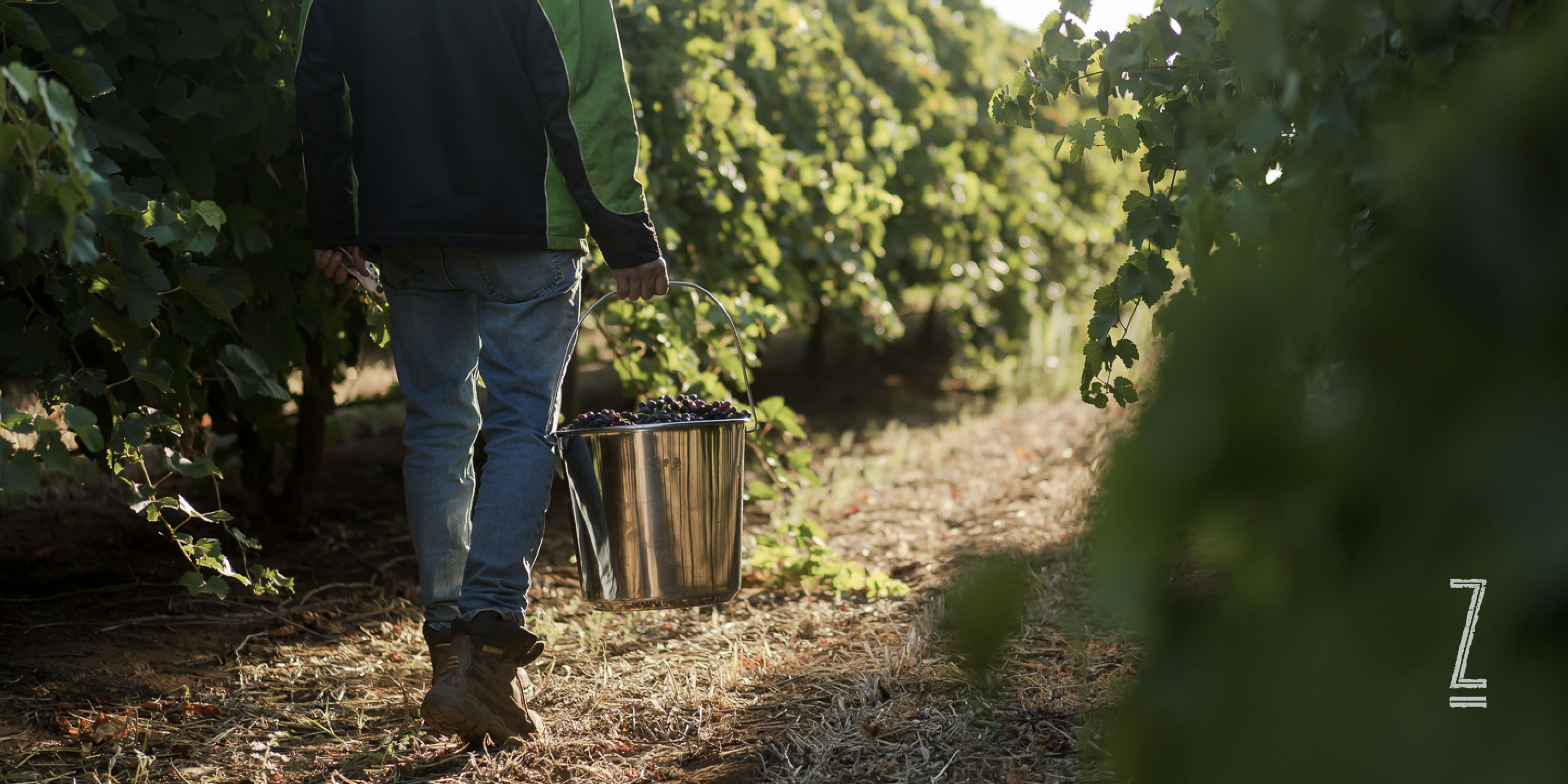 Picking the grapes